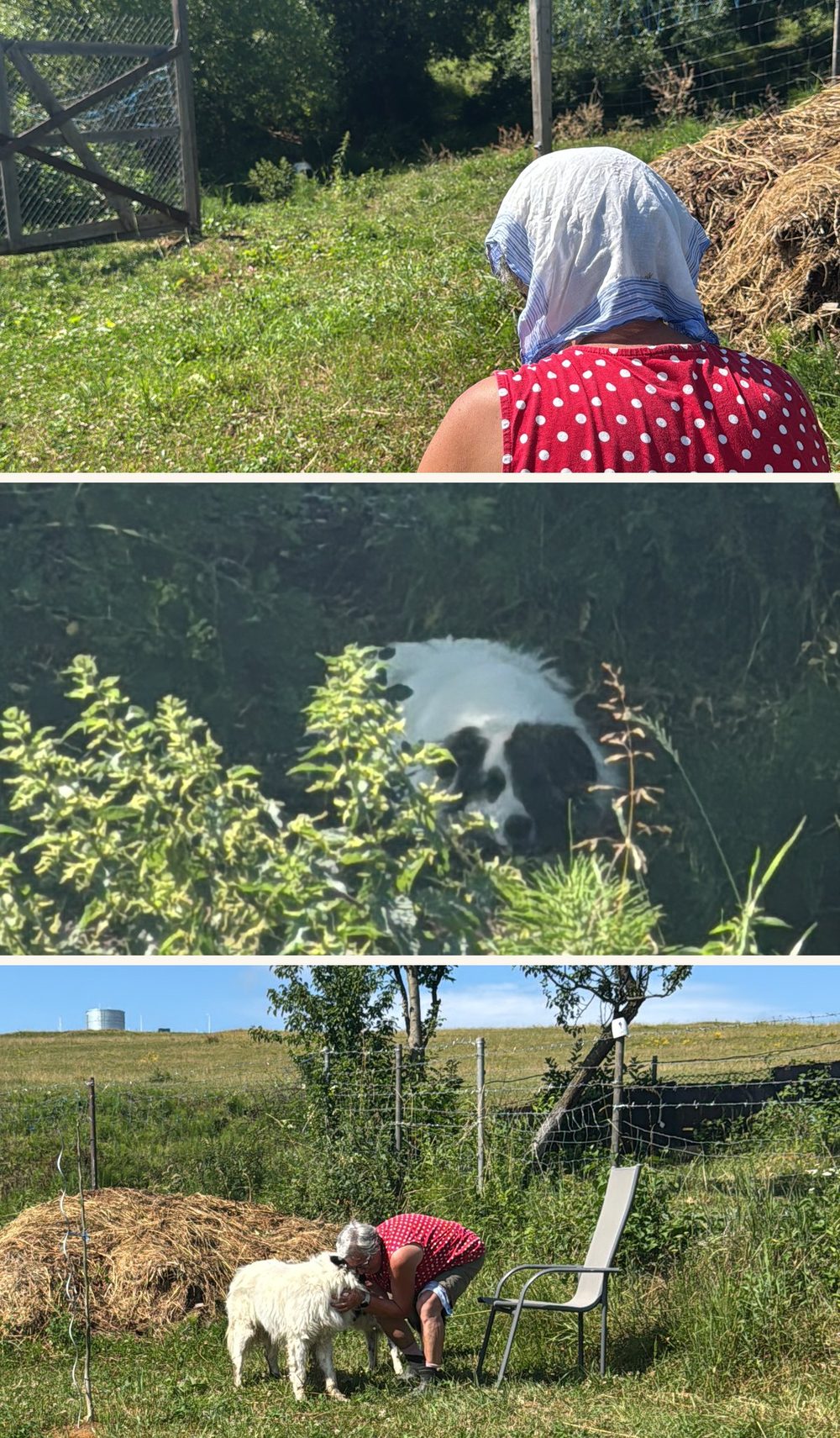 Drei Fotos untereinander: Anna sitzt auf der Wiese und schaut zum offenen Tor · der Hund liegt im Grün und wartet · Anna und der Hund begegnen sich.