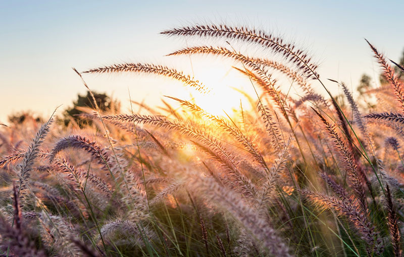 Hinterleuchtete Gräser im Morgenlicht